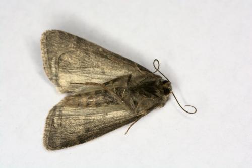 Réf. 283 311 : Athetis pallustris